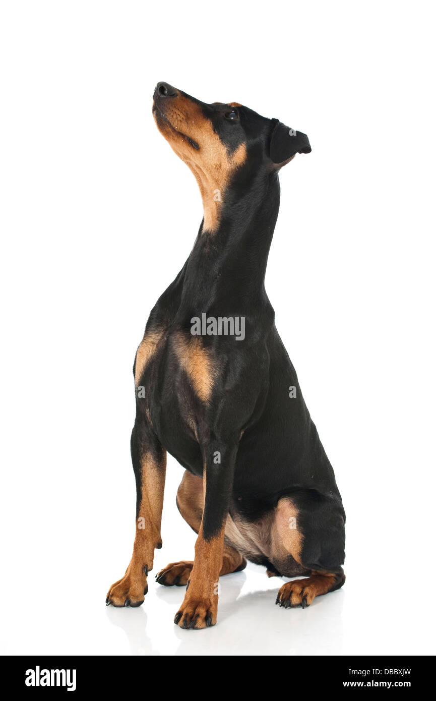 Deutscher Pinscher-Hund isoliert auf weiss Stockfoto