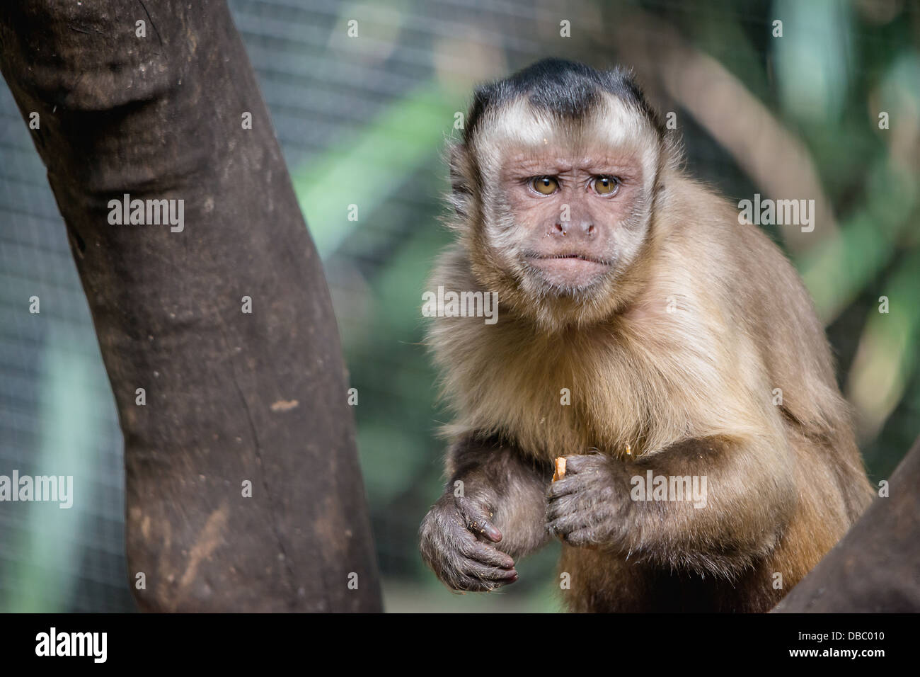 Eine Nahaufnahme von der ausdrucksstarken Gesicht eines Kapuziner-Affen essen Stockfoto
