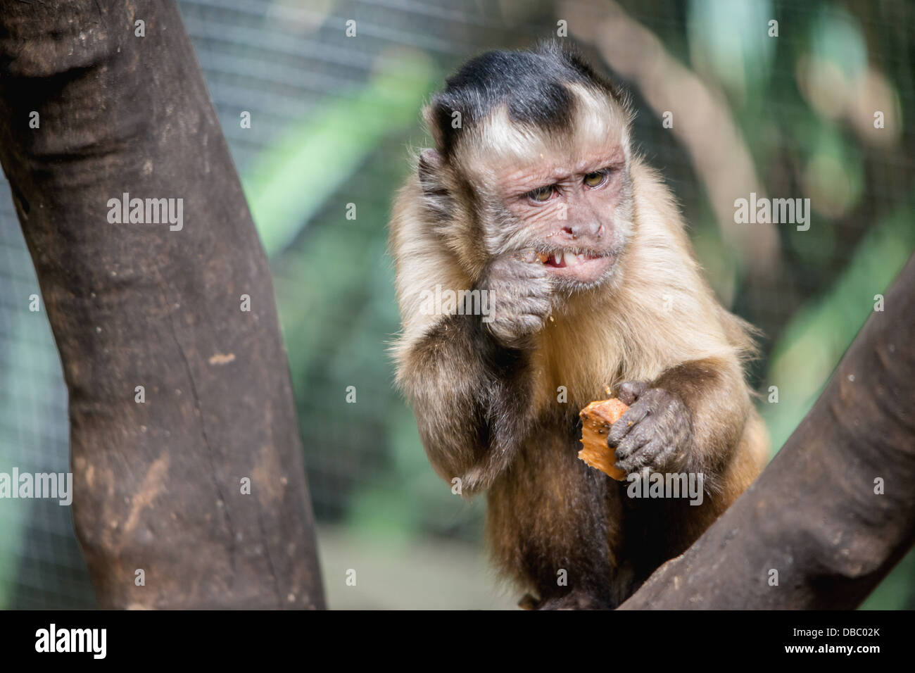 Eine Nahaufnahme von der ausdrucksstarken Gesicht eines Kapuziner-Affen essen Stockfoto