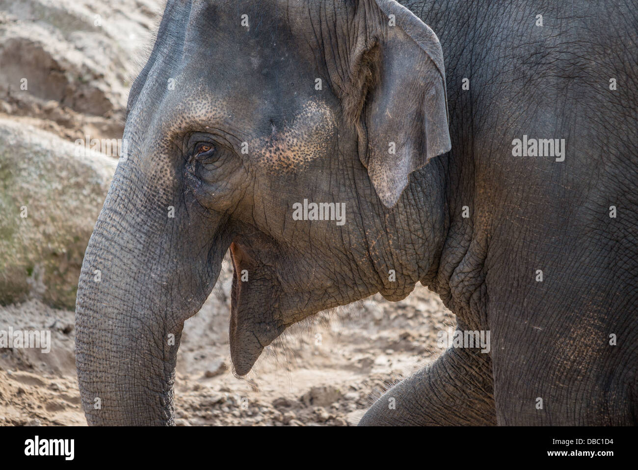 Eine Elefantendame in seinem Gehege in einem australischen zoo Stockfoto