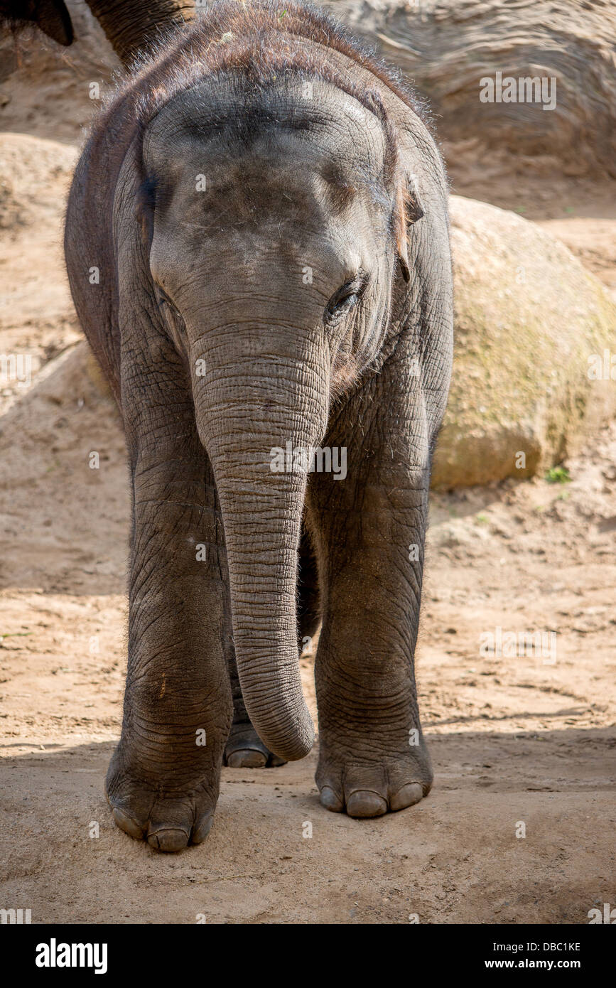 Ein Elefant Kalb spielt in seinem Gehege in einem australischen zoo Stockfoto