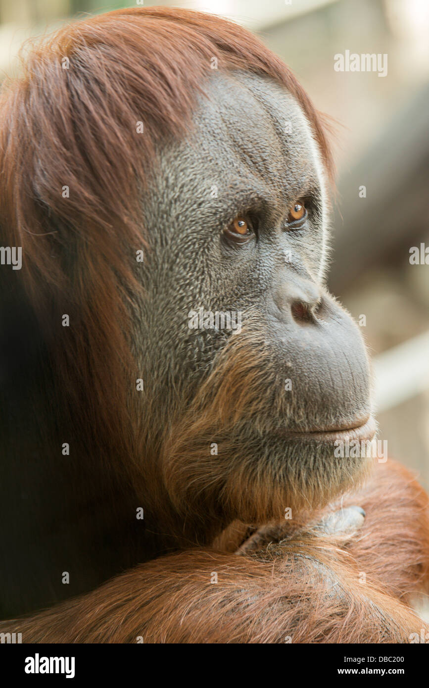 Eine Studie in der Konzentration. Tief in einem Orang-Utan gedacht, als er starrt in den Raum. Stockfoto