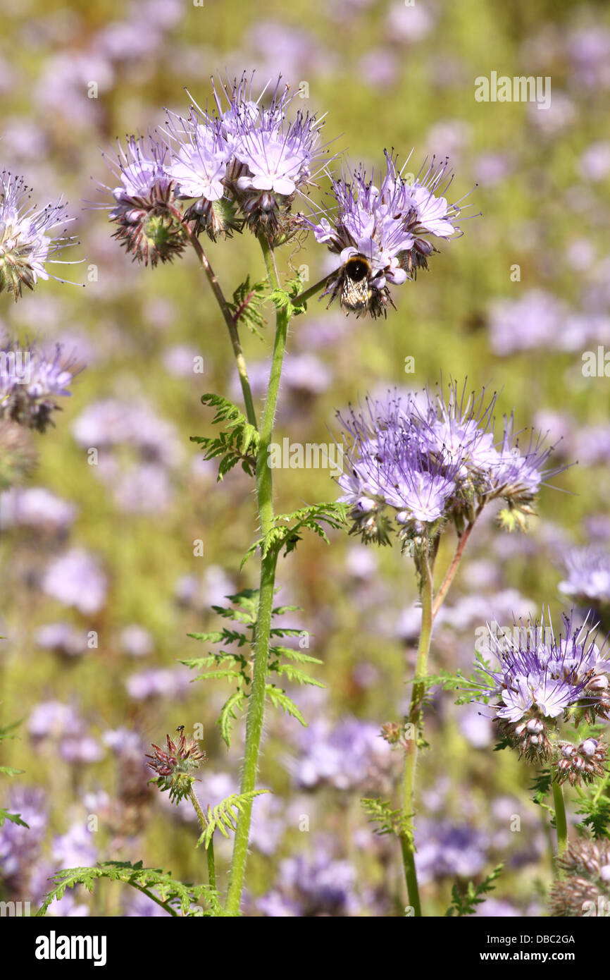 Die blühende Blume von Lacy Phacelia (Phacelia Tanacetifolia). Ort: Männliche Karpaty, Slowakei. Stockfoto