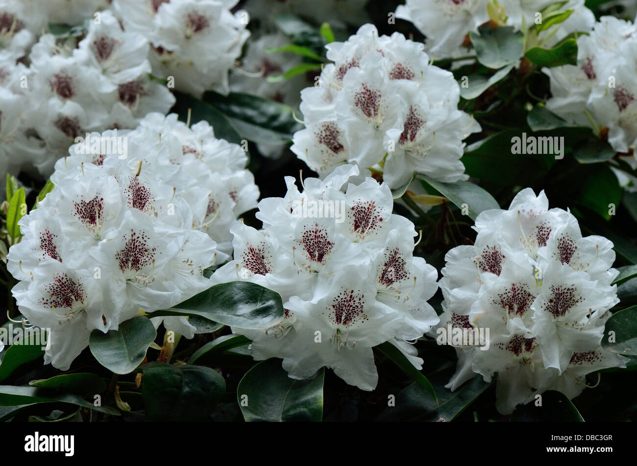 Weiß braun Rhododendron "Hildegard" reiche Blüte Nahaufnahme Stockfoto