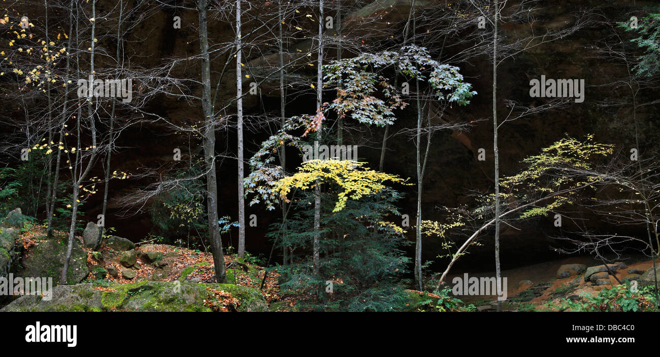 Bäume und Blätter im Herbst um den malerischen alten Mann Cave State Park Central Ohio, Hocking Hills Region, USA Stockfoto