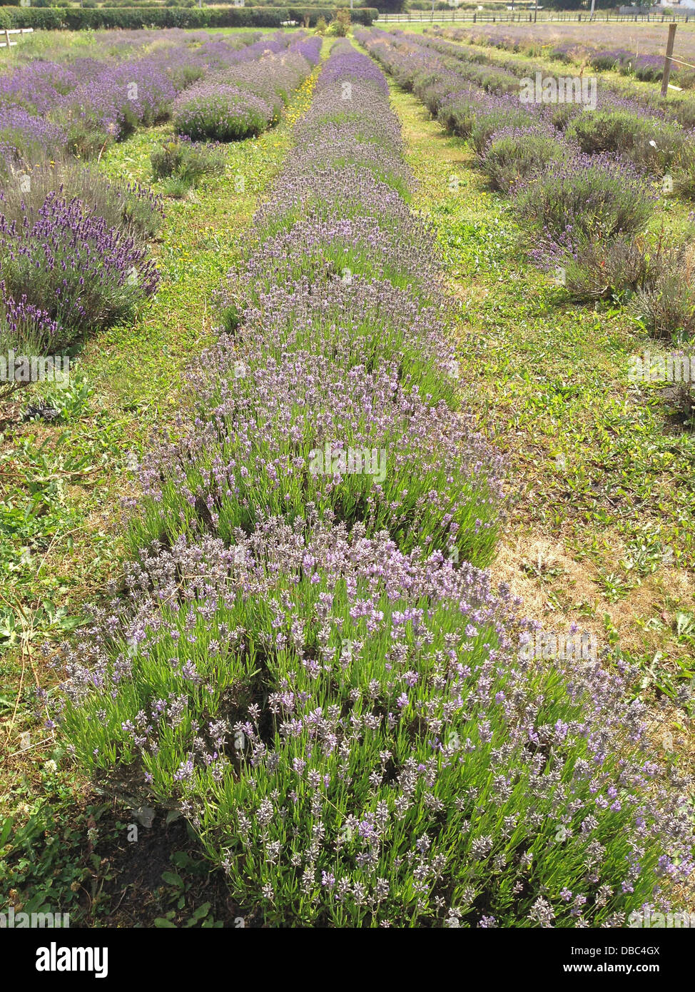 Rainford, Lancashire, UK, 28. Juli 2013. Lavendel Pflanzen warten auf die Ernte Maschine vor gesammelt von Freiwilligen Credit: Sue Burton/Alamy Live News Stockfoto