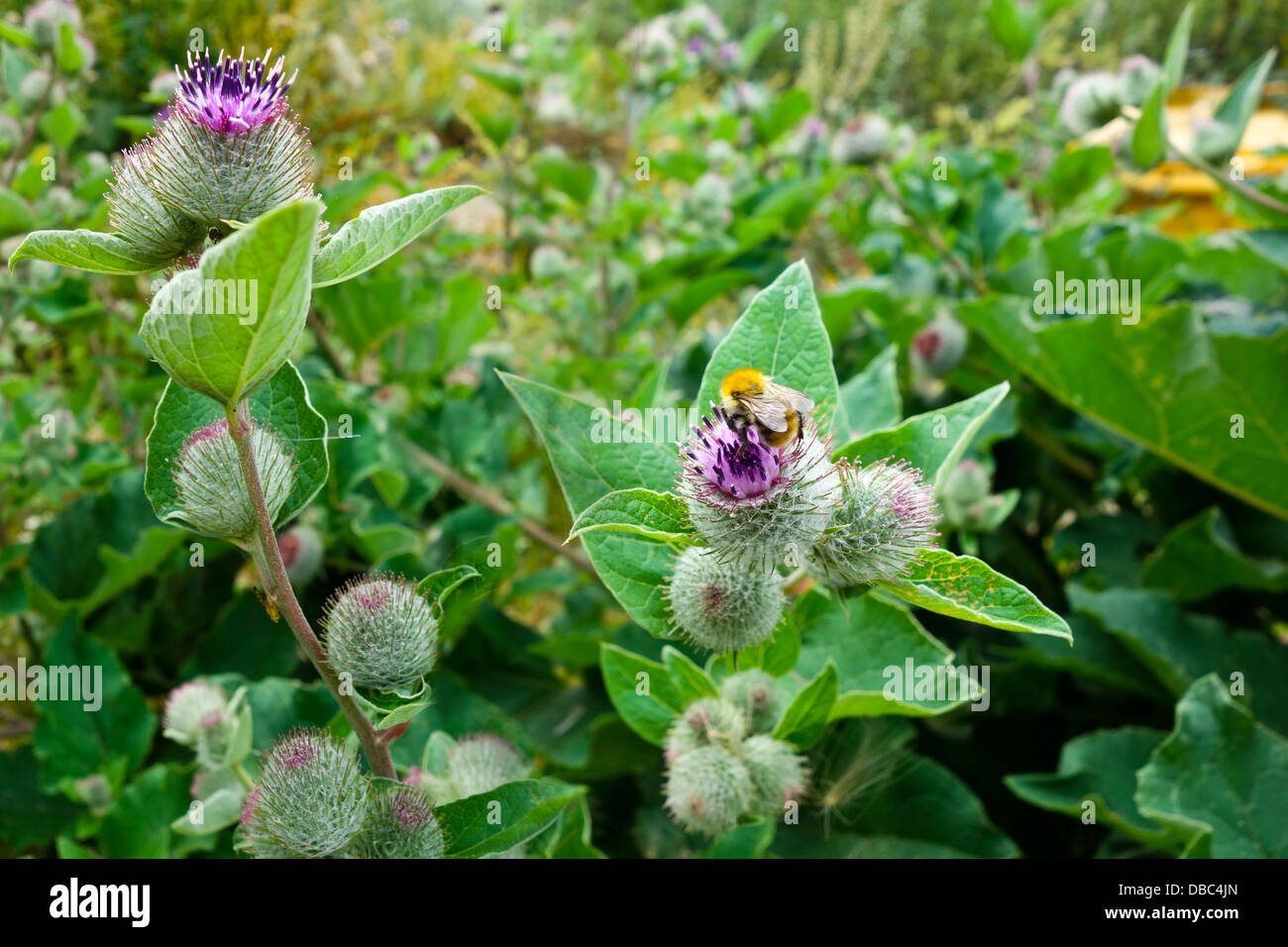 Arctium Lappa, gemeinhin als die große Klette Stockfoto