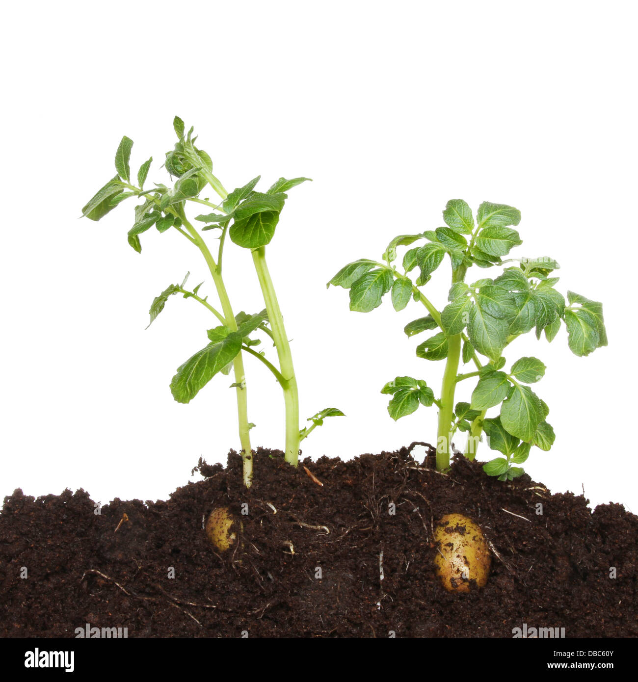 Kartoffelpflanzen im Boden vor einem weißen Hintergrund Stockfoto