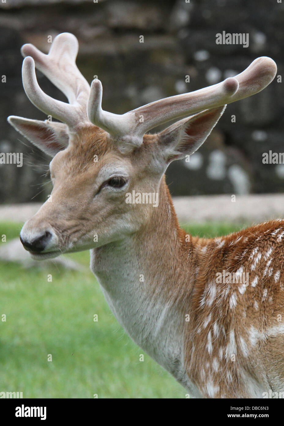 Nahaufnahme eines jungen Damhirsch Stockfoto