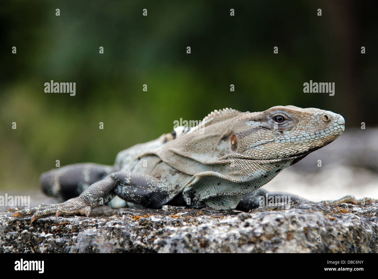 Nahaufnahme von einer schwarzen stacheligen-tailed Leguan (Ctenosaura Similis), Cozumel, Mexiko Stockfoto