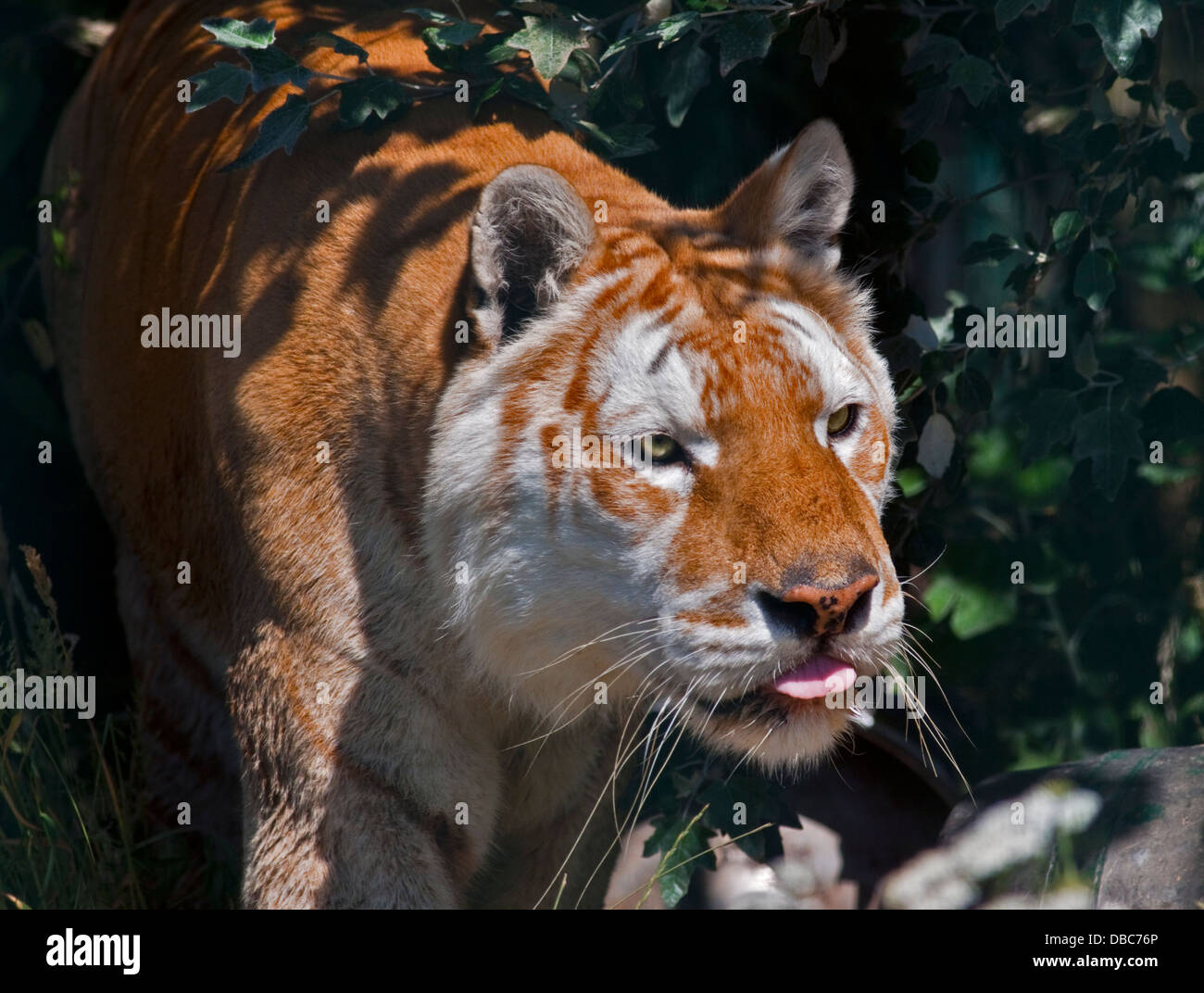 Diamant, Leucistic Bengal Tiger (Panthera Tigris Tigris) männlich, Isle Of Wight Zoo, Sandown, Isle Of Wight, Hampshire, England Stockfoto