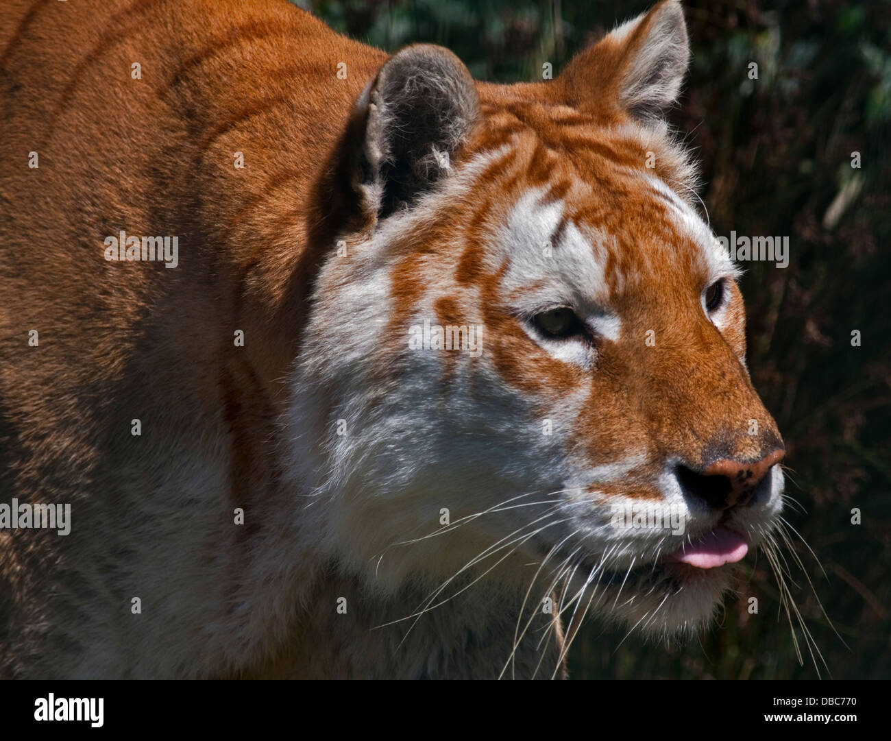 Diamant, Leucistic Bengal Tiger (Panthera Tigris Tigris) männlich, Isle Of Wight Zoo, Sandown, Isle Of Wight, Hampshire, England Stockfoto