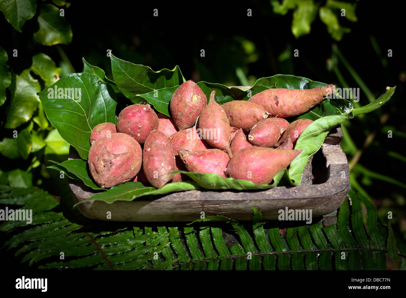 Süße rote Biokartoffeln in einer Holzschale bereit für den Verkauf auf einem Gemüsemarkt in Insel Aitutaki, Cook-Inseln Stockfoto