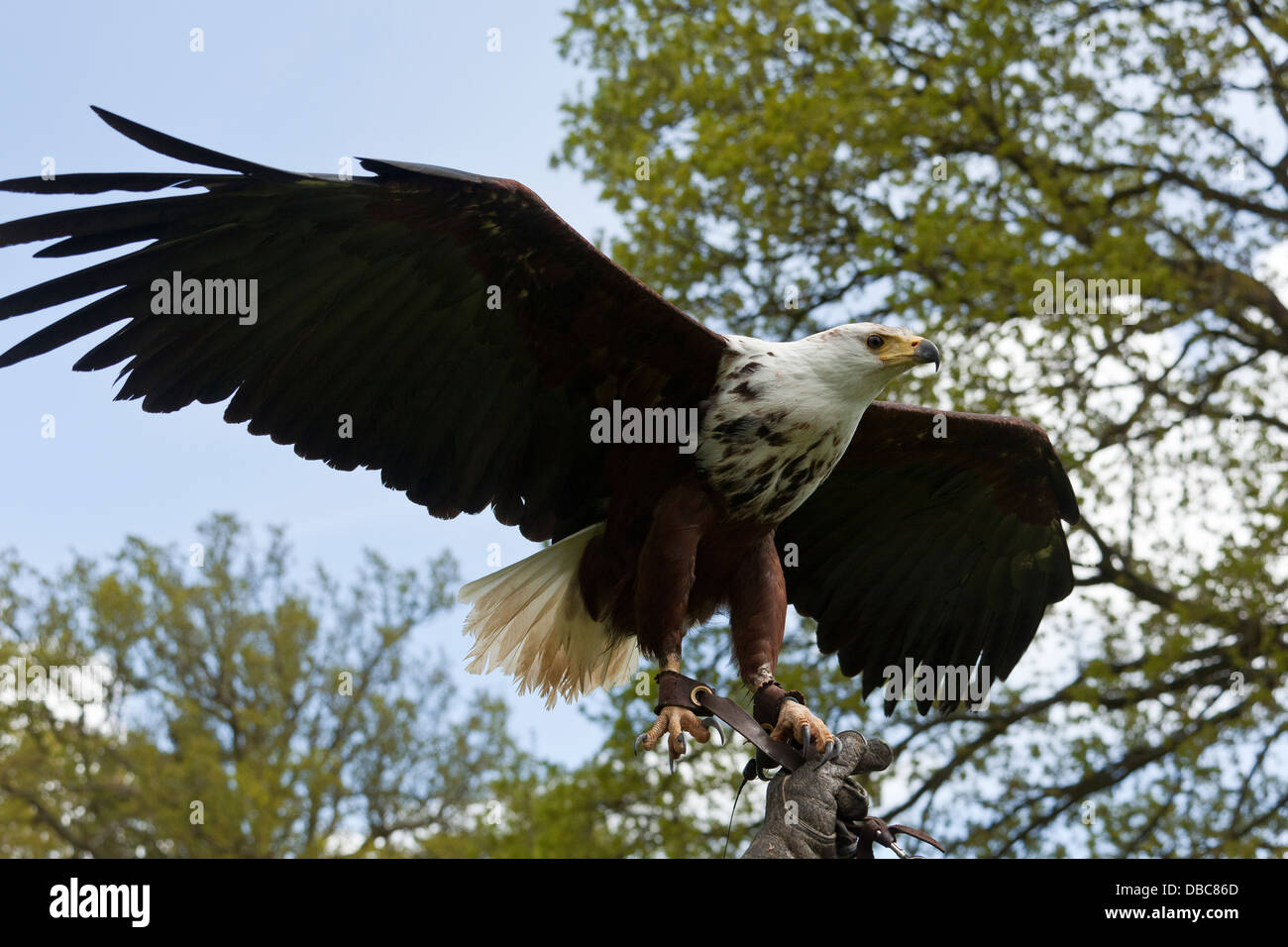 White Tailed Seeadler in einer behandschuhten hand Stockfoto