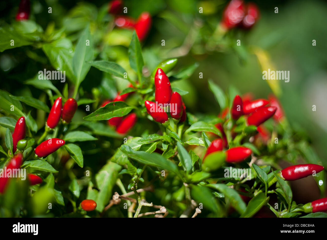 Rote scharfe Chilischoten (Capsicum Annuum) auf die Pflanze wächst in einem grünen Bio-Gemüse Garten auf der Insel Aitutaki, Cook-Inseln Stockfoto