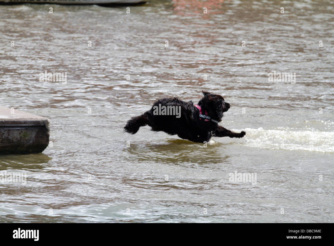 Bristol, UK. 27. Juli 2013. Ein Neufundländer springt vom Kai in den Docks als Teil einer Rettung Demonstration Credit: Rob Hawkins/Alamy Live News Stockfoto