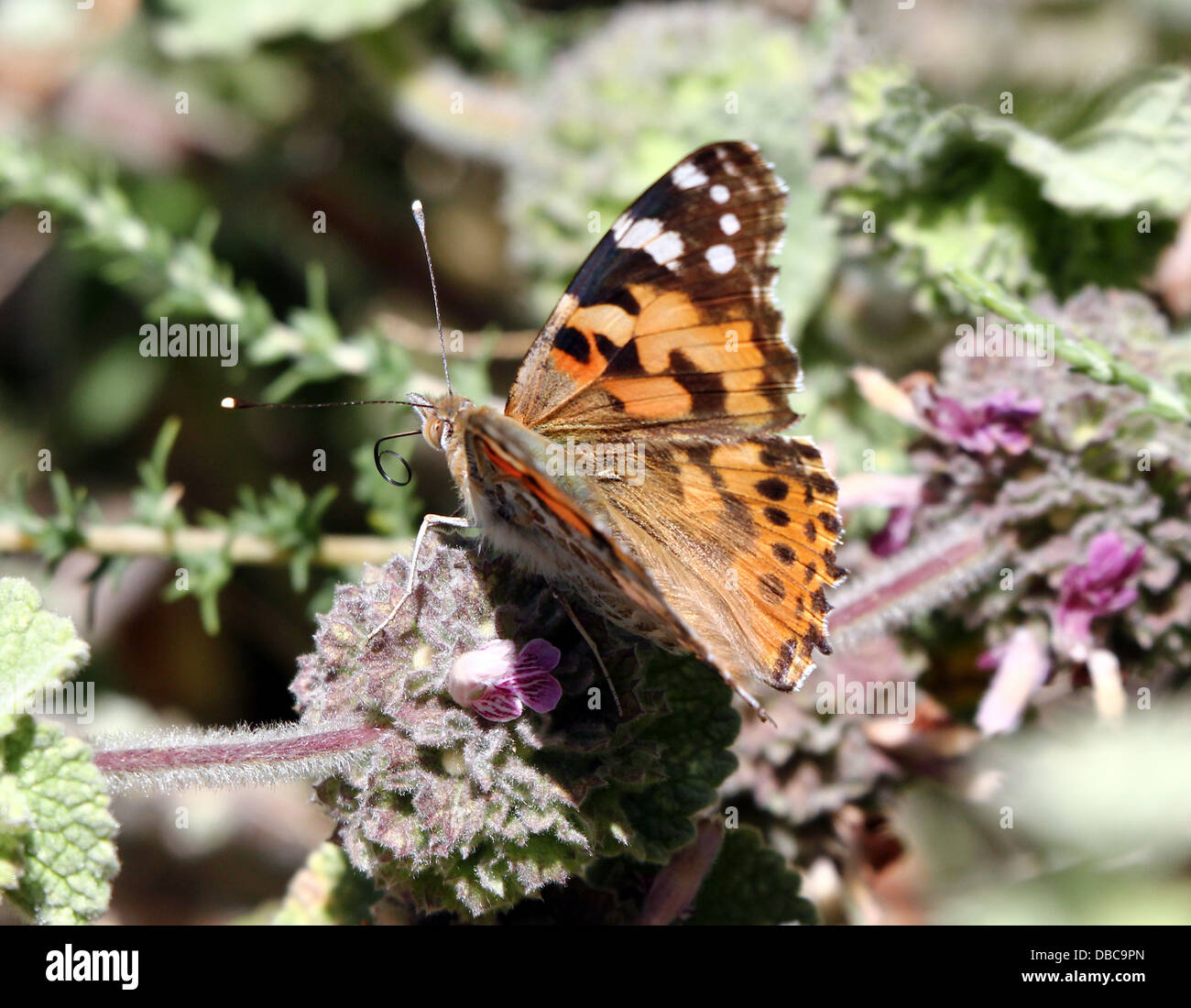 Detaillierte Makro ein Distelfalter Schmetterling (Vanessa Cardui oder Cosmopolitan) auf Nahrungssuche auf einer Vielzahl von Blumen (80 Bilder) Stockfoto