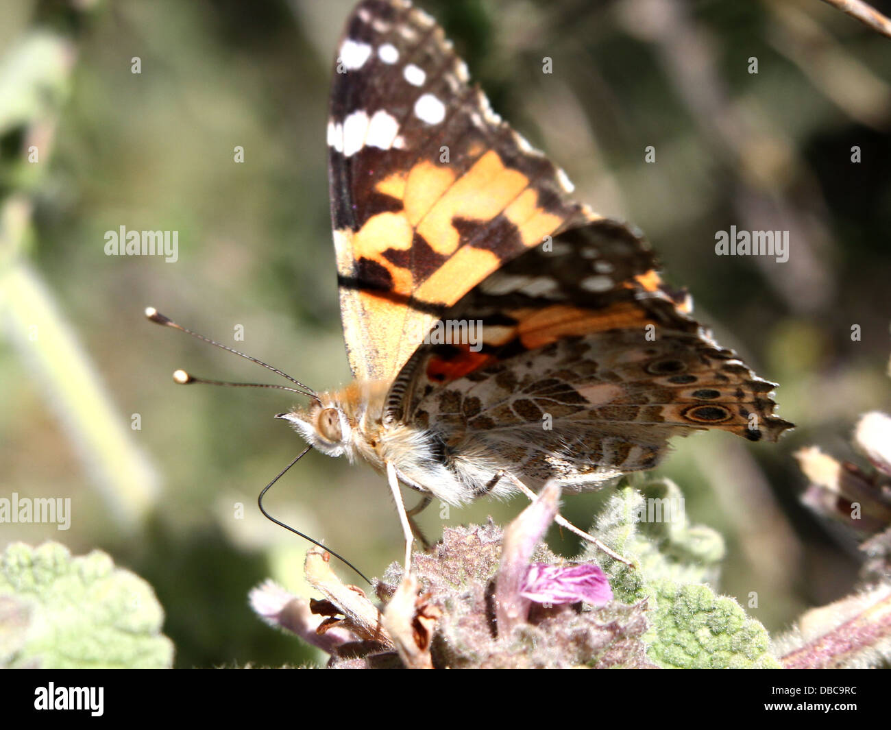 Detaillierte Makro ein Distelfalter Schmetterling (Vanessa Cardui oder Cosmopolitan) auf Nahrungssuche auf einer Vielzahl von Blumen (80 Bilder) Stockfoto