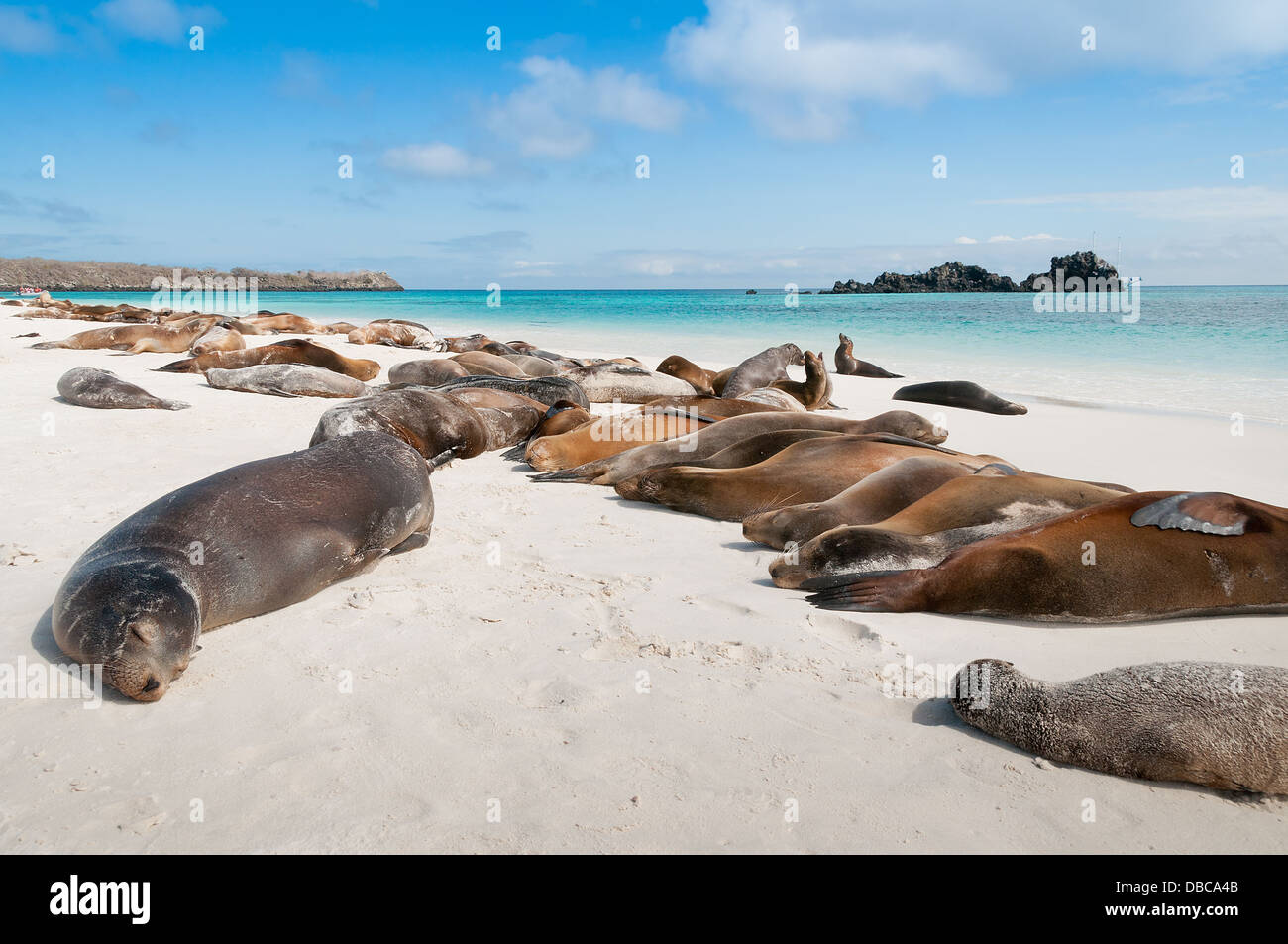 Espanola Insel Galapagos mit vielen Seelöwen am Strand schlafen. Stockfoto