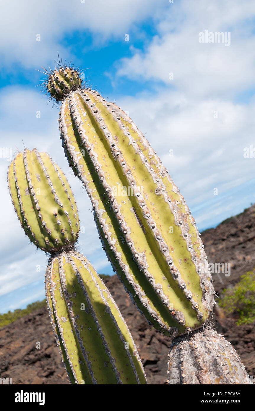 Kandelaber-Kaktus gefunden in ariden Gebieten von den Galapagos-Inseln bis zu acht Meter hoch wachsen. Stockfoto