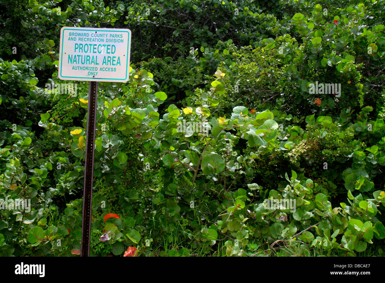 Hollywood Florida, North Beach Park Leatherback Area, Schild, geschütztes Naturgebiet, Blick auf FL130720228 Stockfoto