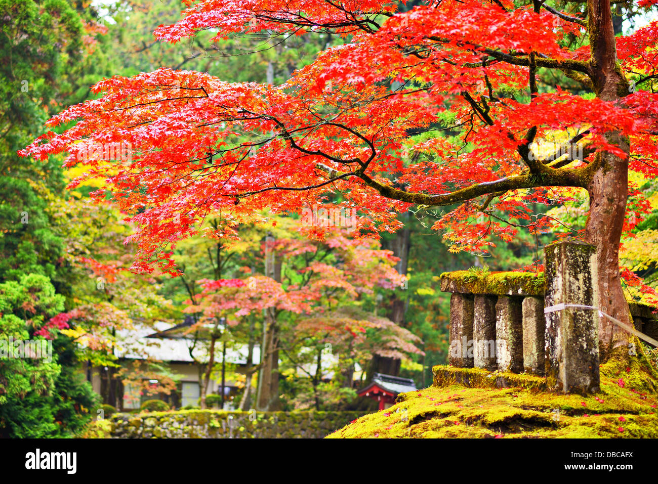 Herbstlaub in Nikko, Japan. Stockfoto