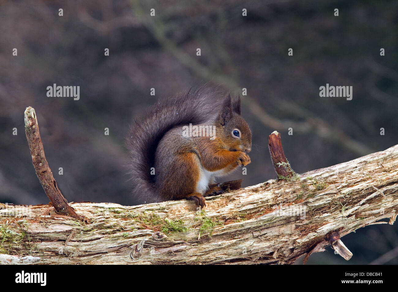 Eichhörnchen in Cooley,Co.Louth,Ireland Stockfoto