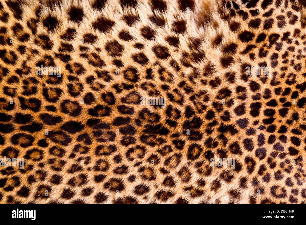 Echtes Leopardenfell. Stockfoto