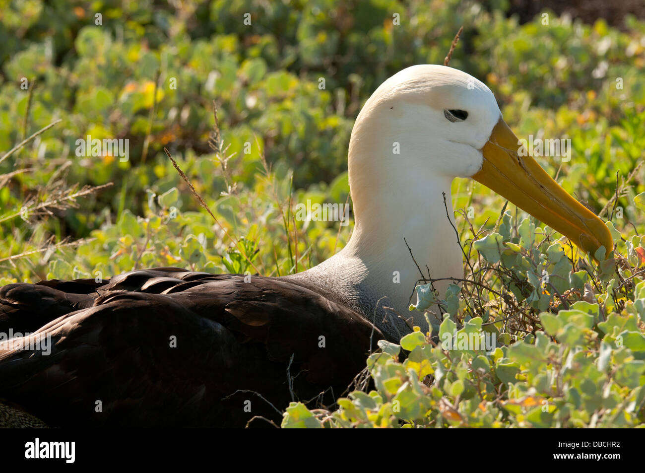 Gewellte Albatrosse nisten auf Espanola Insel, Galapagos Stockfoto