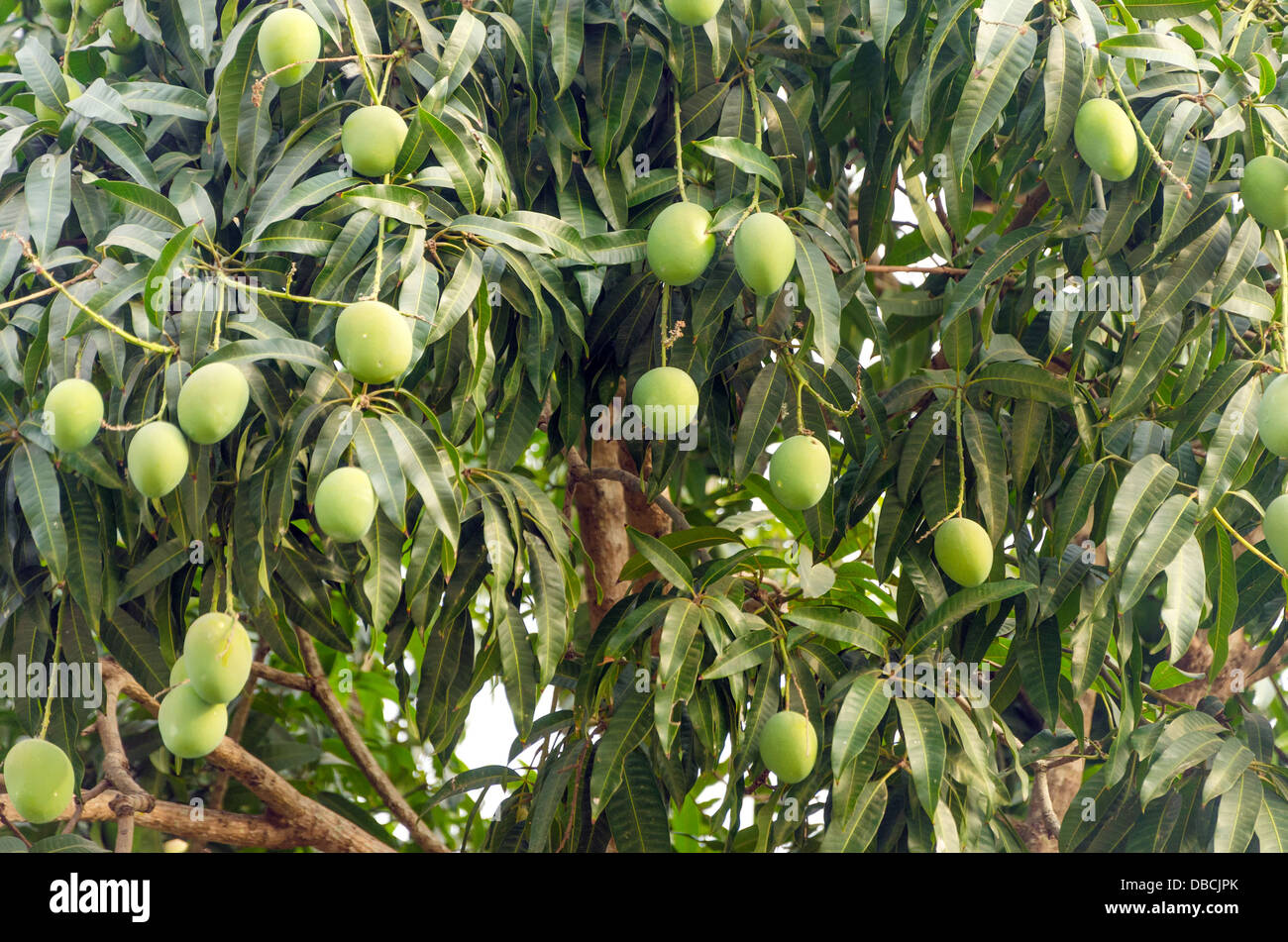 Nahaufnahme von einem Mangobaum mit unreifen Früchten Stockfoto