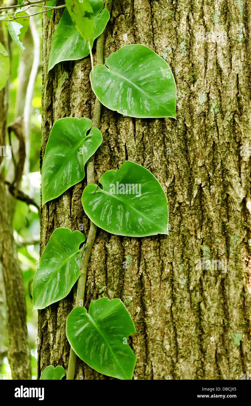 Grüne Blätter wachsen über Baumrinde schaffen eine angenehme Textur Stockfoto