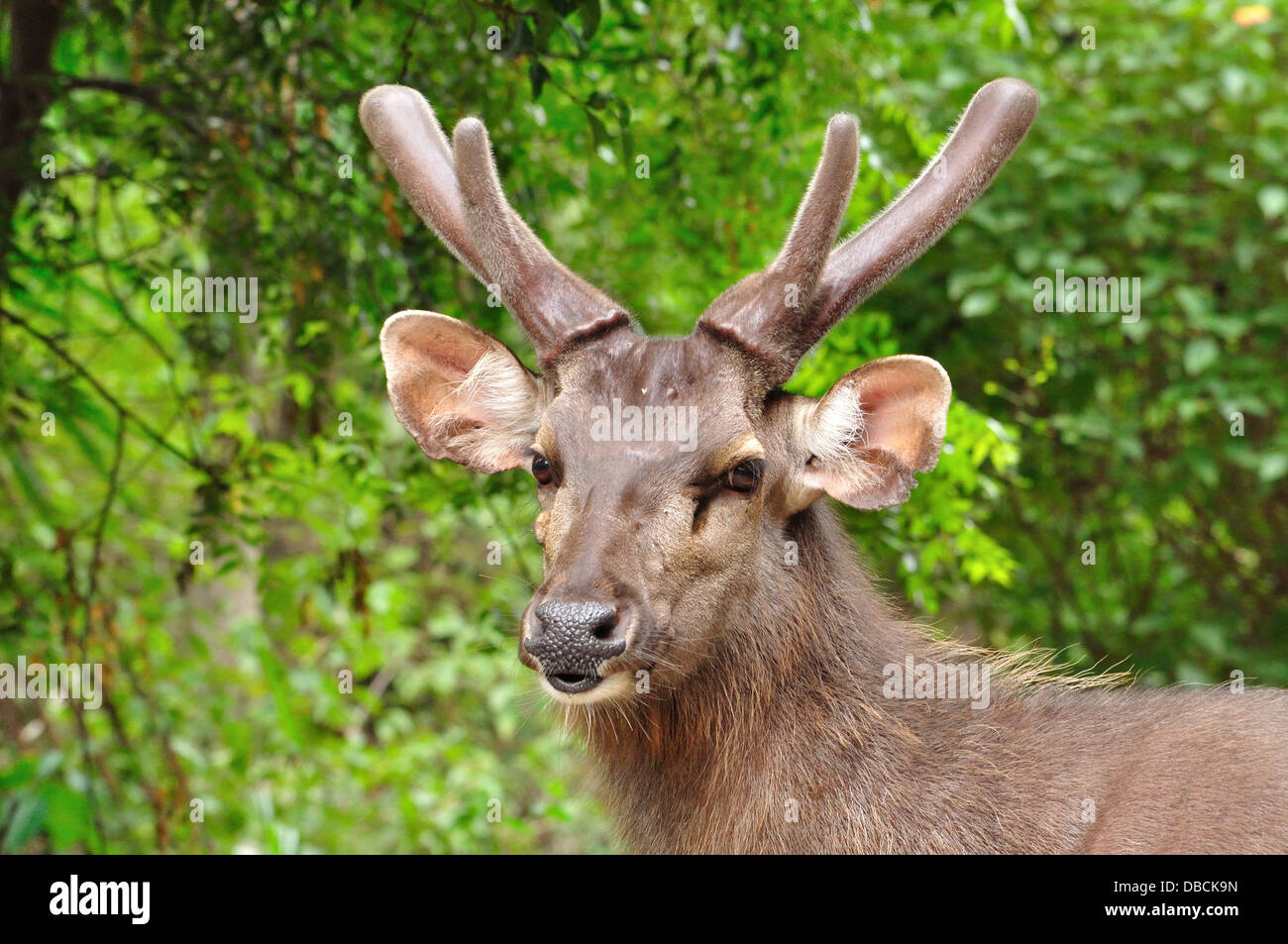 Indischer Sambar Deer Stockfoto