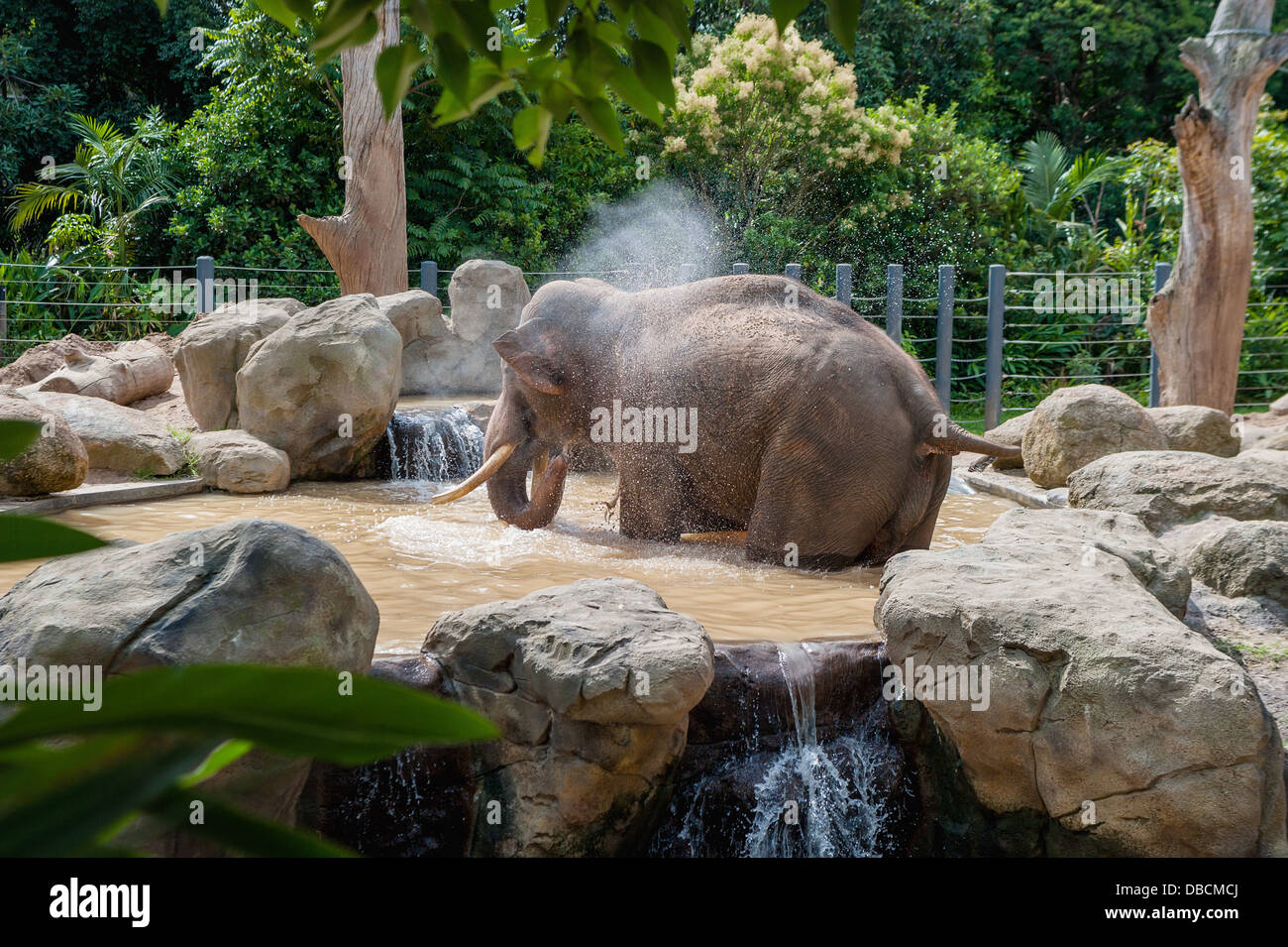 Ein männlicher afrikanischer Elefant mit Badewanne und Dusche in einem australischen Zoo Stockfoto