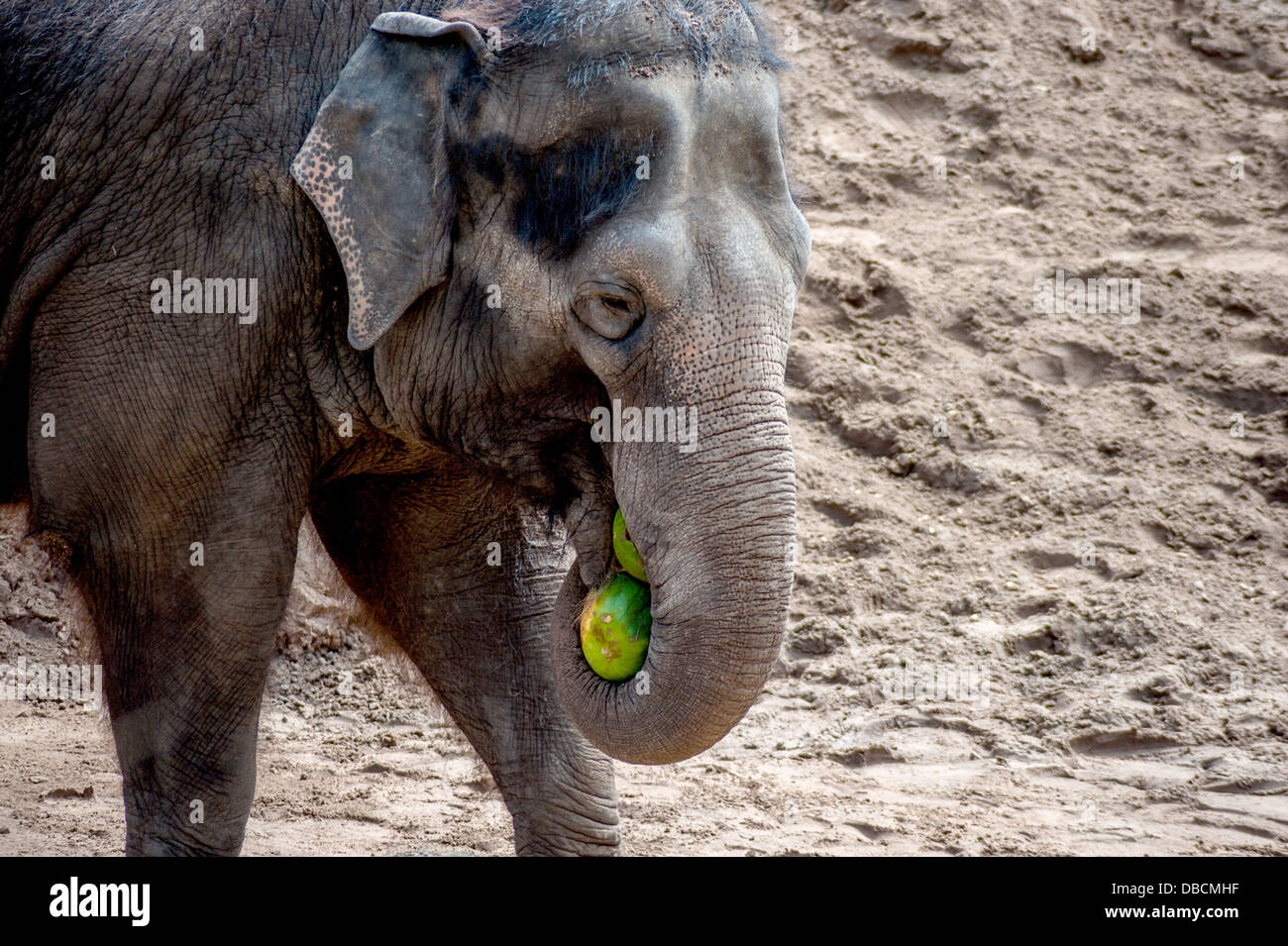 Ein Elefant sammelt Nahrung in seinem Gehege Stockfoto