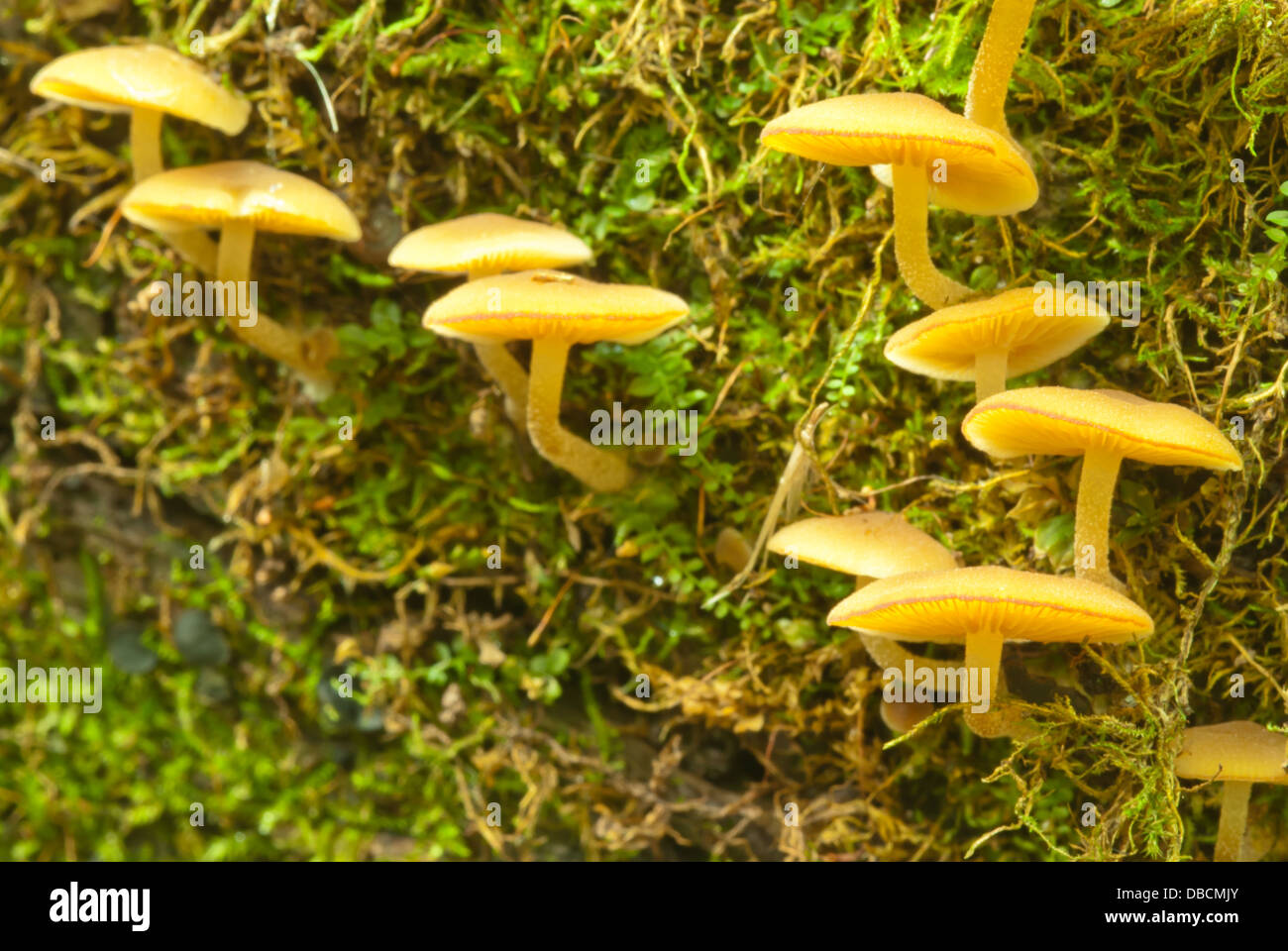 Tan-gelbe Pilze wachsen auf einem Moos bedeckt Log, Riverlot 56 Naturraum, St. Albert, Alberta Stockfoto