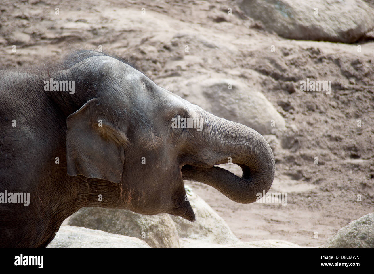 Ein Elefant Kalb spielt in seinem Gehege Stockfoto