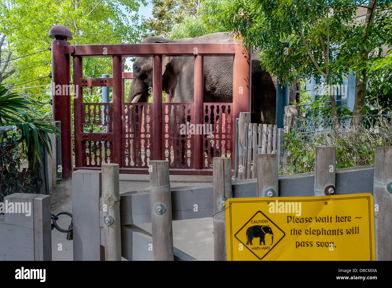 Ein afrikanischer Elefantenbulle durch Tore in einem australischen zoo Stockfoto
