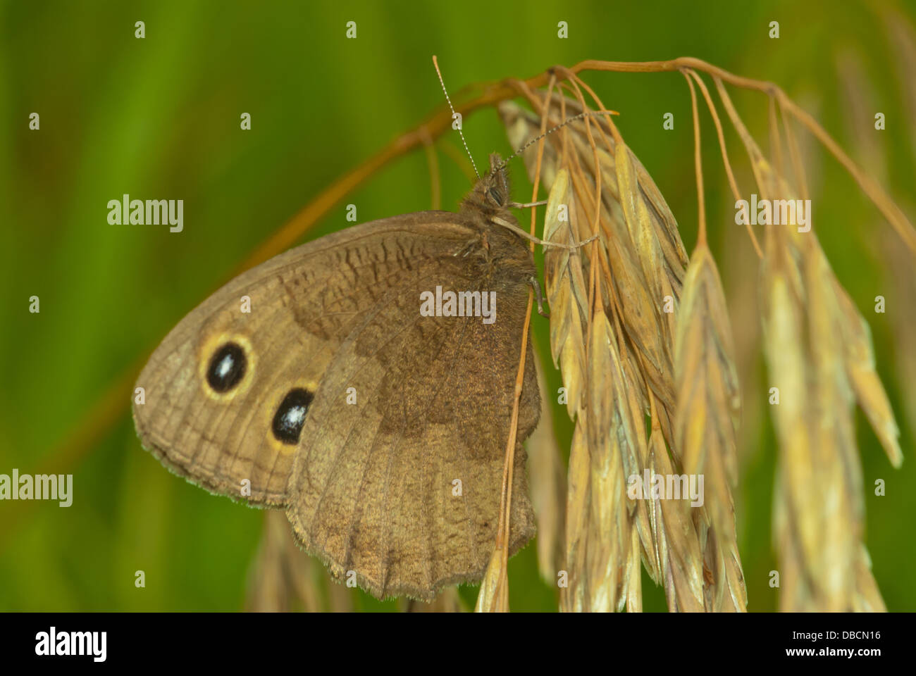 Gemeinsamen Waldnymphe Schmetterling (Cercyonis Pegala) thront auf einem trockenen Rasen Seedhead, Wagner Bog, Alberta Stockfoto