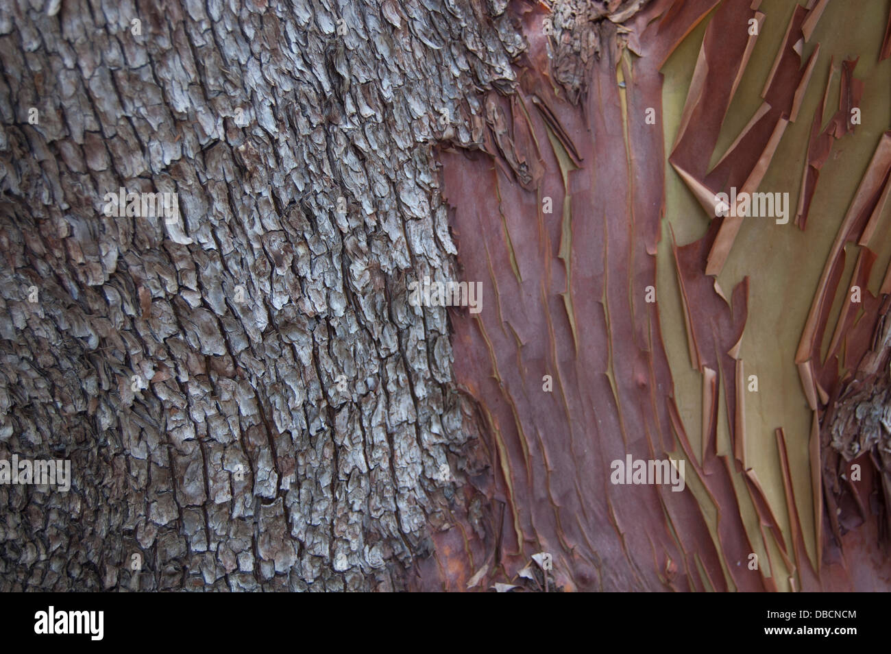 Strukturierte Arbutus Baumrinde gefunden auf Galiano Island, Britisch-Kolumbien Stockfoto