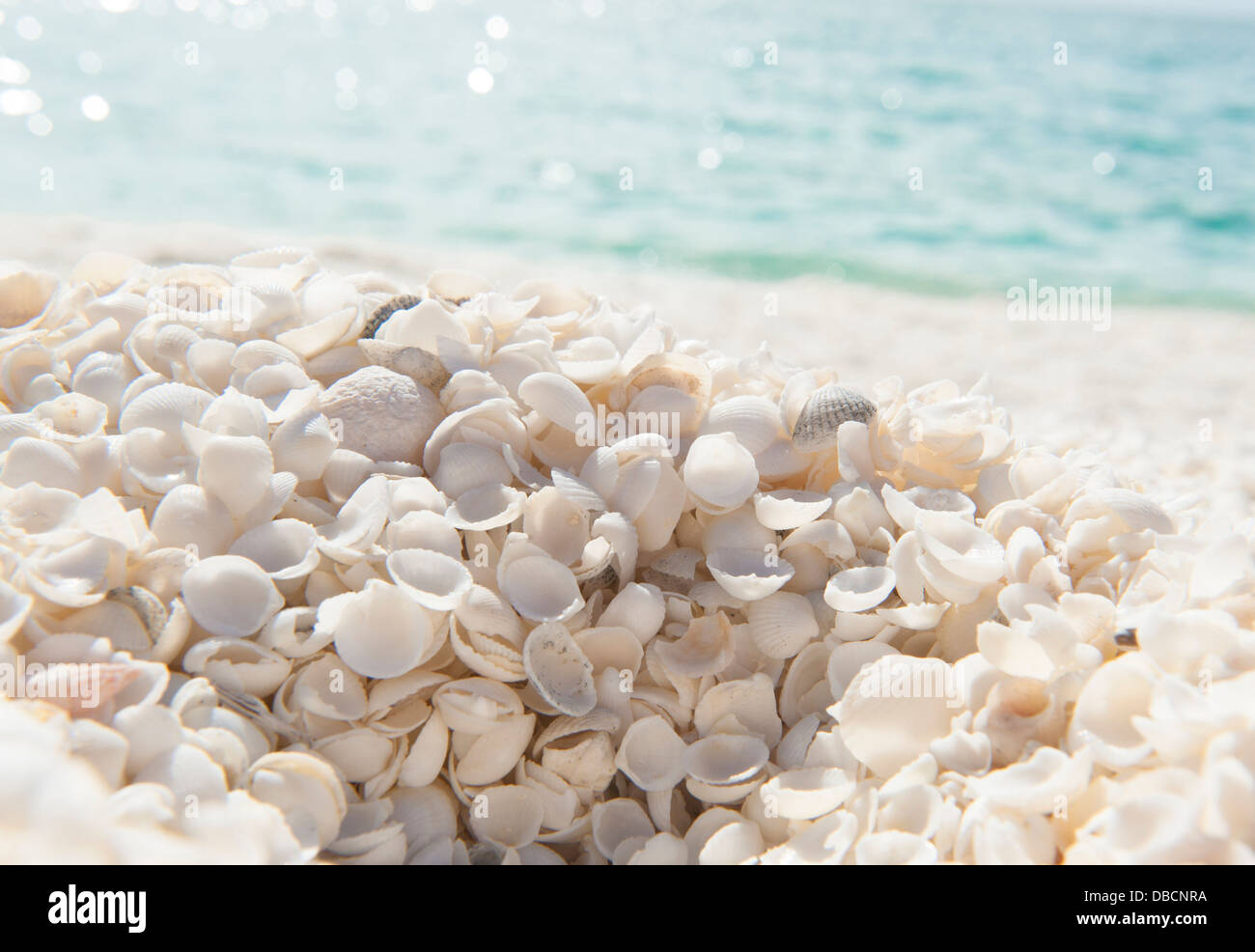 Shell Beach in der Shark Bay World Heritage Area besteht aus Billionen von winzigen Muscheln Hameln Cockle genannt, Stockfoto