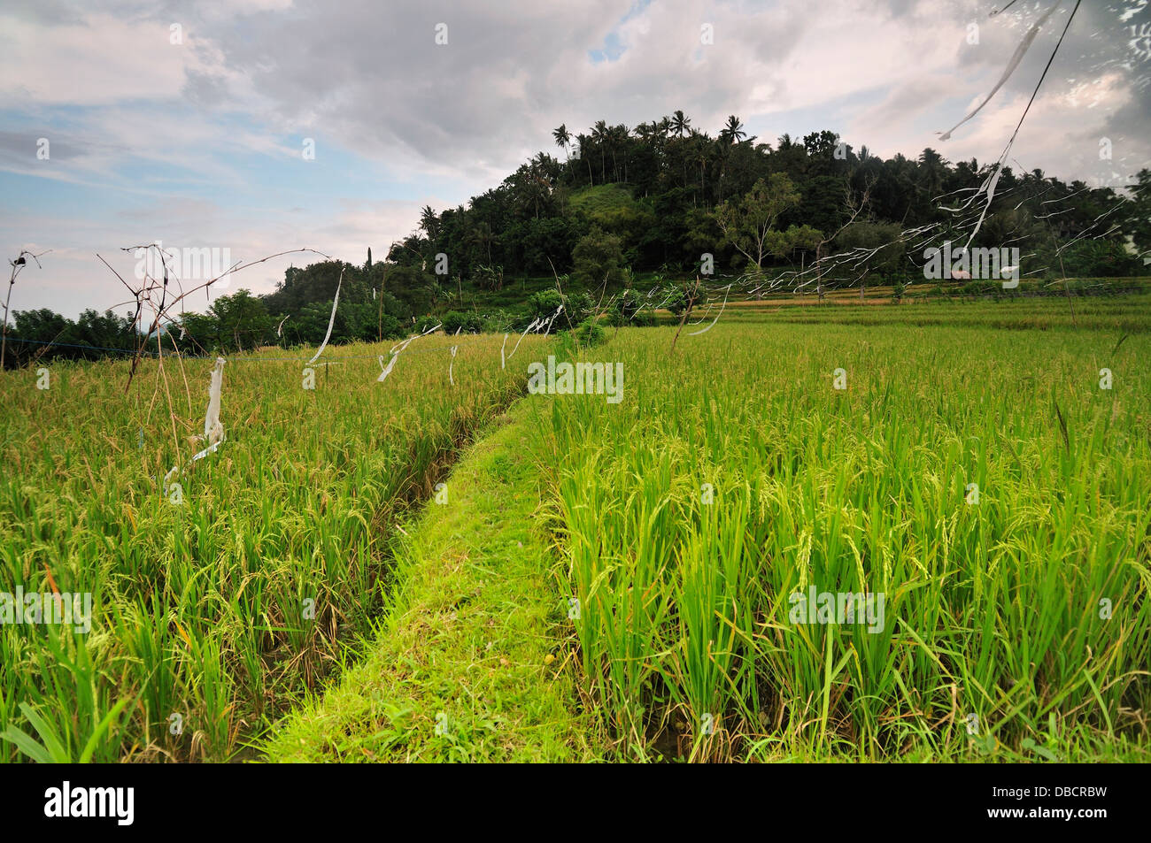 Tirtaganggaa Reis Felder, Bali, Indonesien, Asien Stockfoto