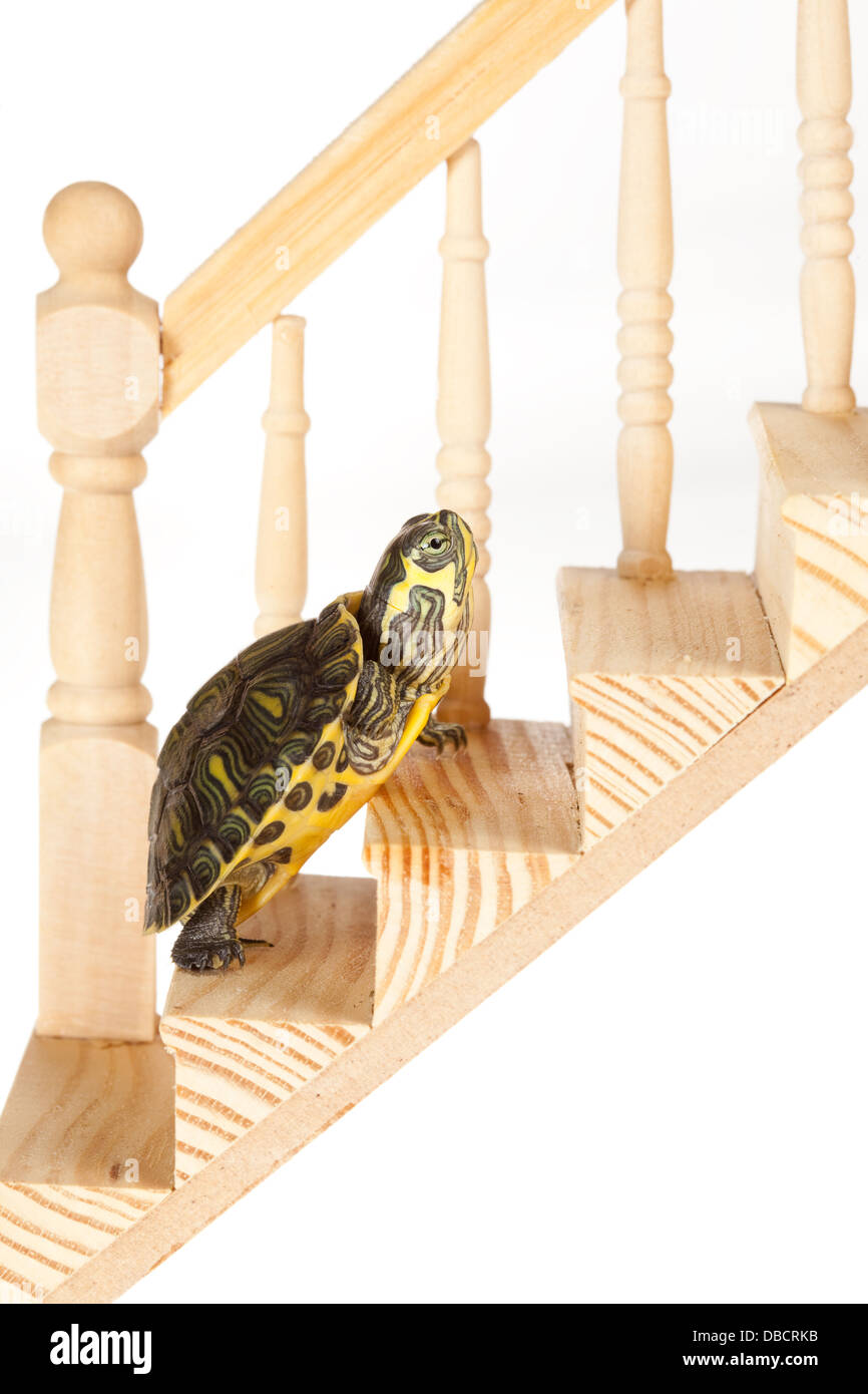 Kleine grüne Schildkröte langsam auf eine hölzerne Treppe, Fortschritte machen Stockfoto