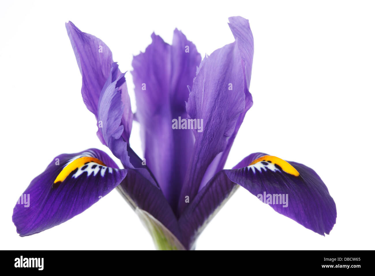 Iris 'Pixie' AGM Reticulata Februar Stockfoto