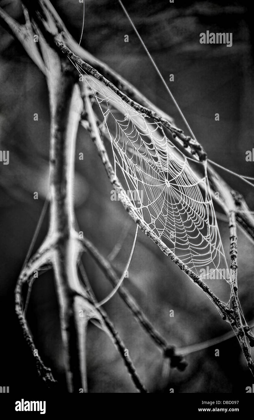 gruselige Spinnennetz springen Spinnen Makro Stockfoto
