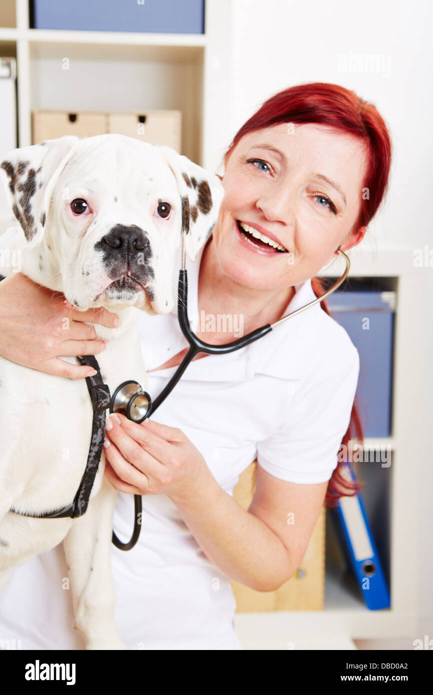 Boxer Hund glücklich Tierarzt mit Stethoskop Stockfoto