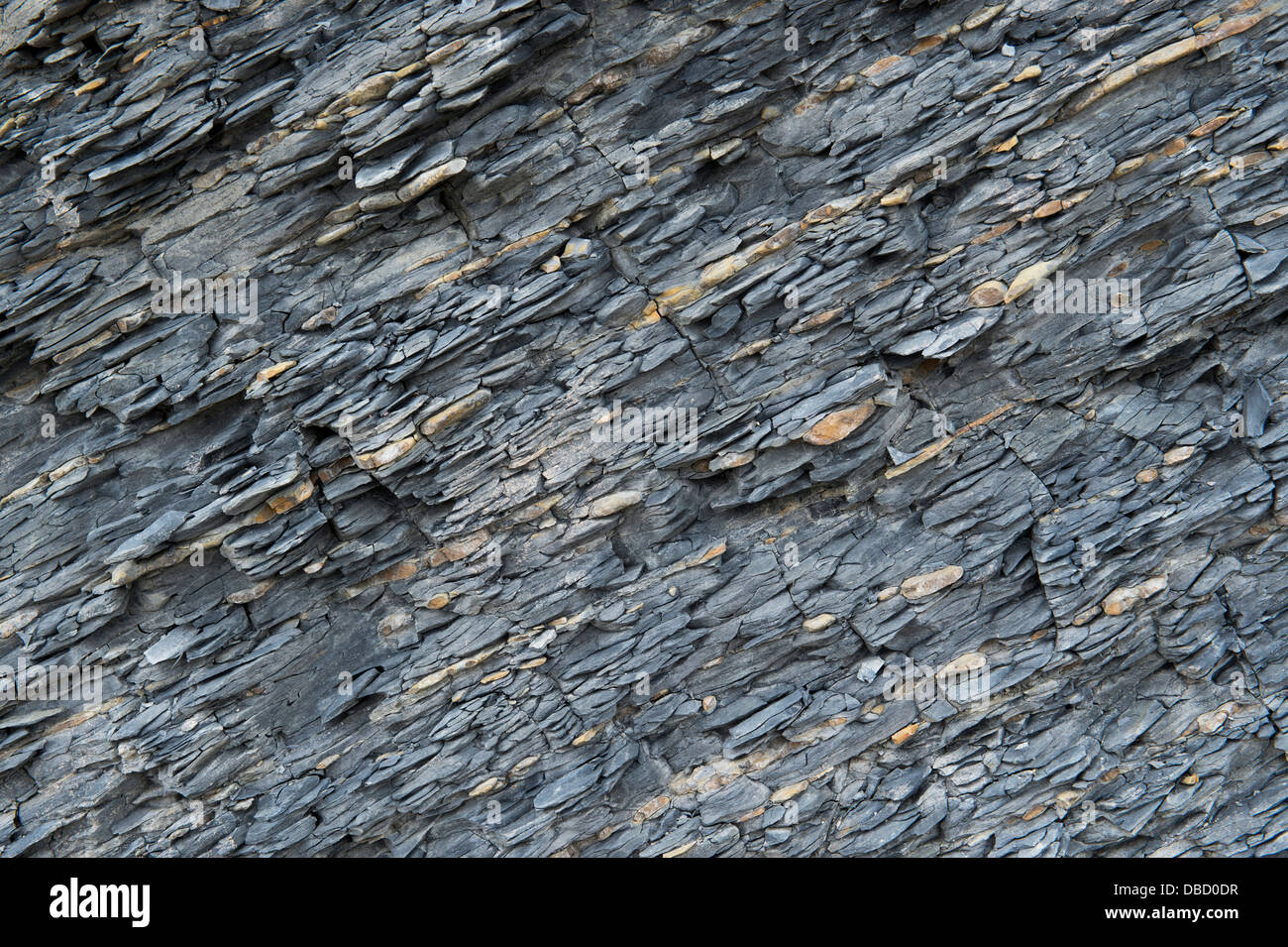 Schiefergestein. Küste von Northumberland, Englandgeological Stockfoto