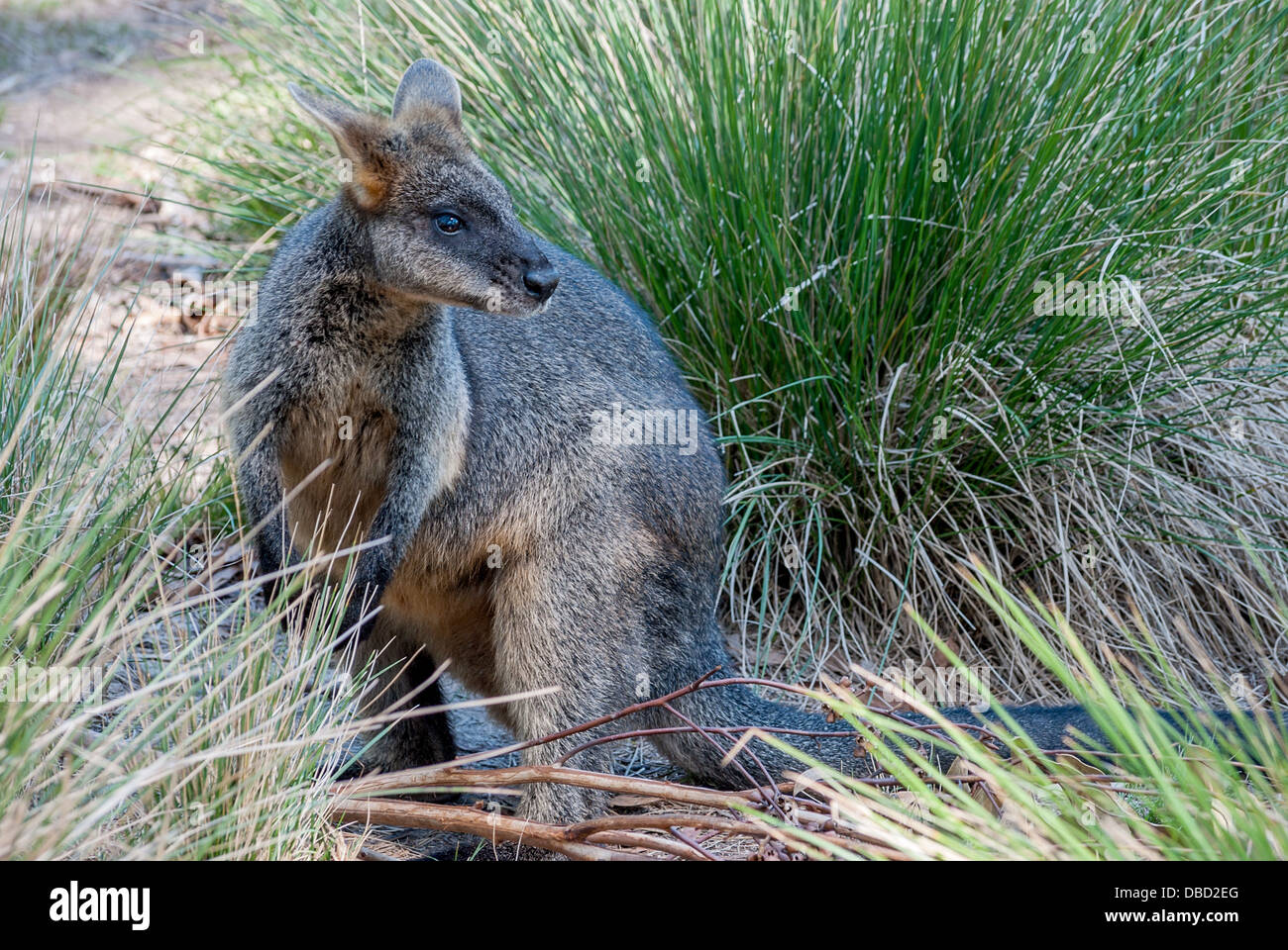 Eine kleine Wallaby in Grasland in Australien Stockfoto
