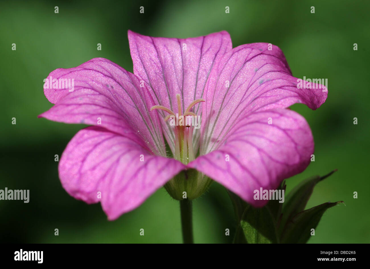 kleine lila Geranie Blume im englischen Garten Stockfoto