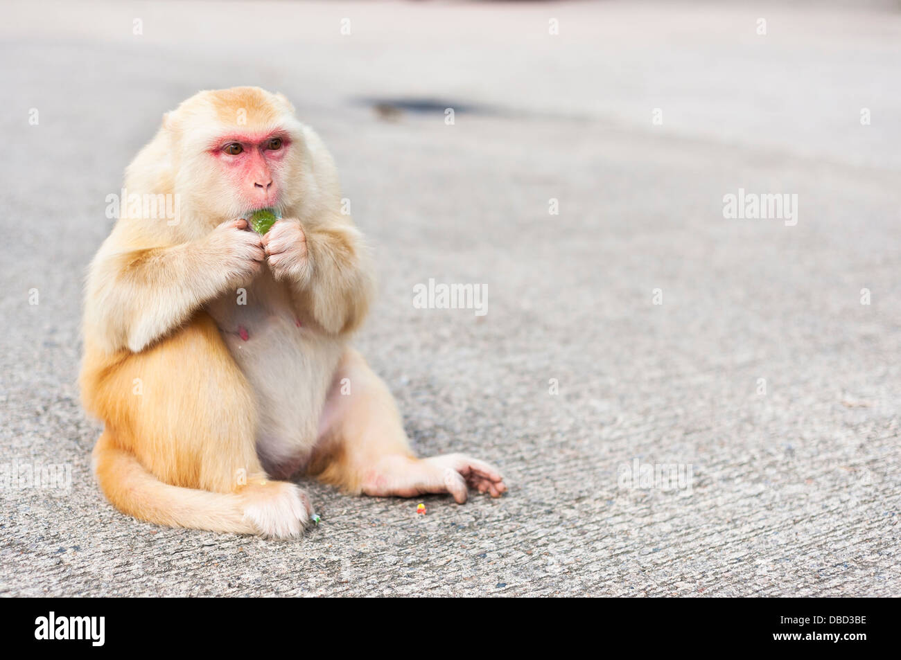 Goldenen Affen essen eine Gelee behandeln, Affenberg, Hongkong Stockfoto