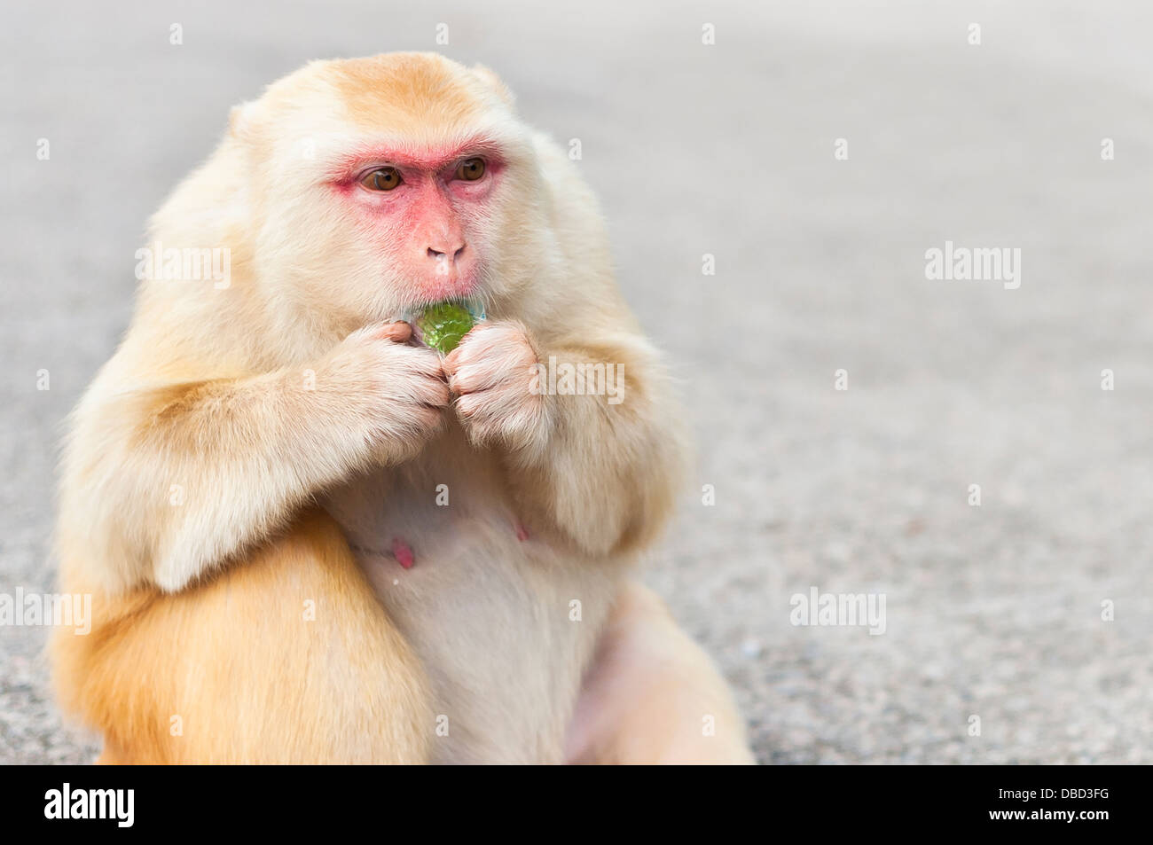 Golden-haired Affe essen ein Gelee behandeln, kam-shan, Hong Kong Stockfoto